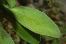 Sweet-Alyssum-leaves