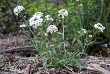 Sweet-Alyssum-plant