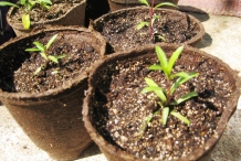 Sweet-Alyssum-seedlings