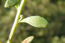 Sweet-Alyssum-stem