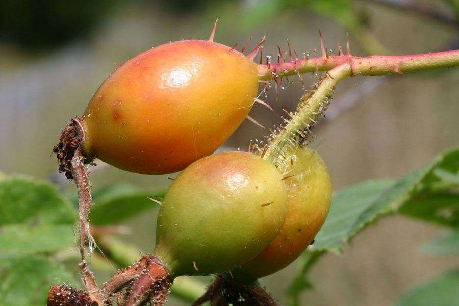 Immature-fruits-of-Sweet-briar