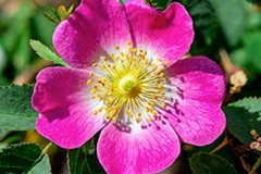 Closer-view-of-flower-of-Sweet-briar