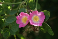 Flowers-of-Sweet-briar