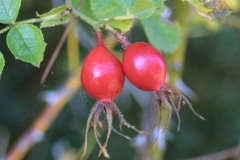 Mature-fruits-of-Sweet-briar