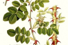 Plant-Illustration-of-Sweet-briar