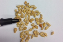 Seeds-of-Sweet-briar