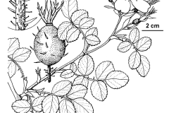 Sketch-of-Sweet-briar