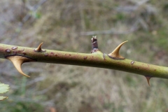 Spines-of-Sweet-briar