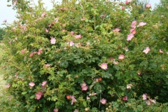 Sweet-briar-plant-growing-wild