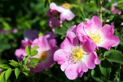 Sweet-briar-plant