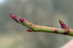 Winter-bud-of-Sweet-briar