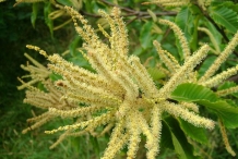Flowers-of-Sweet-Chestnut