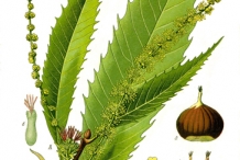Illustration-of-Sweet-chestnut-plant