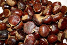 Nuts-of-Sweet-chestnut