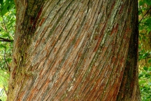 Sweet-chestnut-bark
