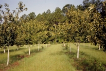 Sweet-chestnut-farm