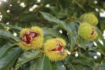 Sweet-chestnut-fruit-cracked
