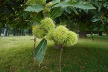 Sweet-chestnut-fruit
