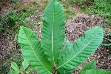Sweet-chestnut-leaves