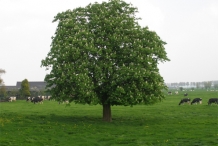Sweet-chestnut-tree