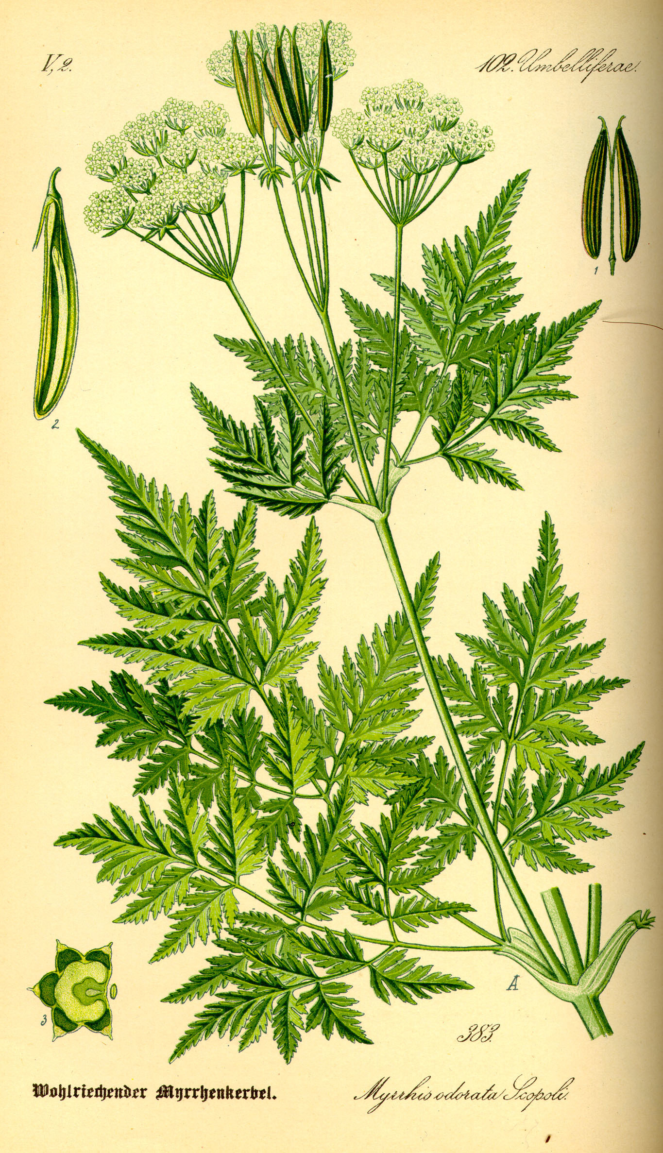 Sweet-cicely-plant-illustration