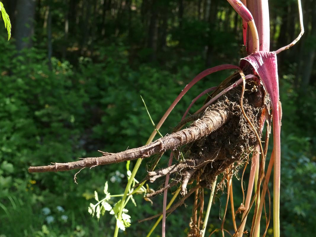 Sweet-cicely-roots