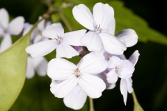 Close-view-of-Sweet-cicely-flower
