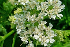 Sweet-cicely-flowers