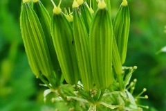 Sweet-cicely-immature-pods