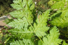 Sweet-cicely-leaf