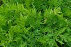 Sweet-cicely-leaves