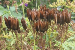 Sweet-cicely-mature-pods