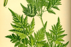 Sweet-cicely-plant-illustration