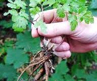 Sweet-cicely-plant