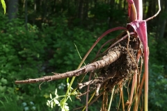 Sweet-cicely-roots
