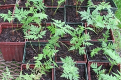 Sweet-cicely-seedlings