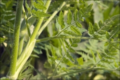 Sweet-cicely-stem