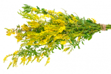 Bunch-of-Sweet-Clover-plant