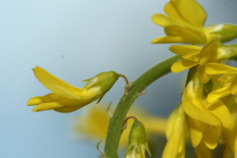 Closer-view-of-Sweet-Clover-flower