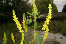 Flowers-of-Sweet-Clover