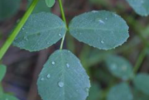 Leaves-of-Sweet-Clover
