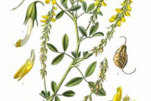 Plant-Illustration-of-Sweet-Clover