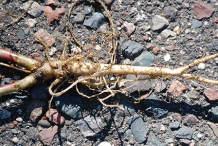Root-of-Sweet-Clover