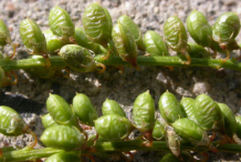 Seed-pods-of-Sweet-Clover