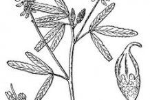 Sketch-of-Sweet-Clover