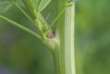 Stem-showing-leaf-bases-of-Sweet-Clover