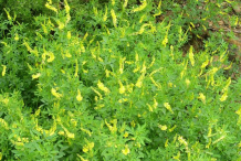 Sweet-Clover-growing-wild