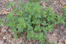 Sweet-Clover-plant