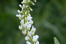 White-Sweet-Clover