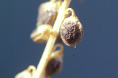 Dried-seed-pods-of-Sweet-Clover